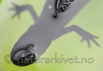 BB 09 0150 / Triturus cristatus / Storsalamander